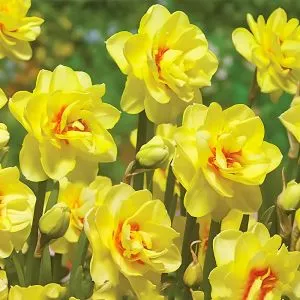 Нарцис Sunny Day фото