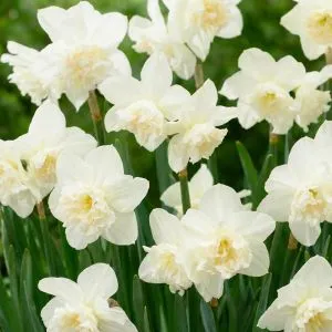 Нарцис White Marvel фото