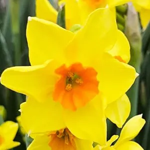 Нарцис Cornish Dawn фото