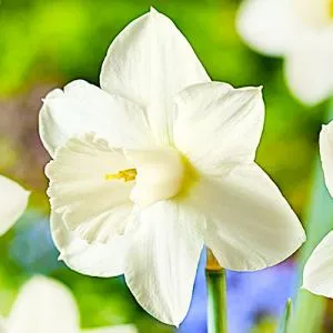 Нарцис Desdemona фото