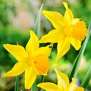 Нарцис February Gold фото
