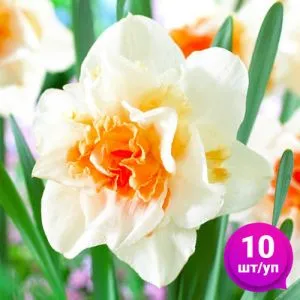 Нарцис Replete 10 шт/уп фото