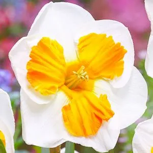 Нарцис Tricollet фото