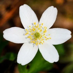 Анемона Nemorosa фото