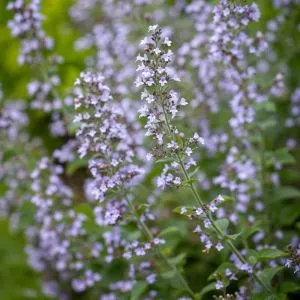 Каламінта Nepeta ssp. Nepeta фото