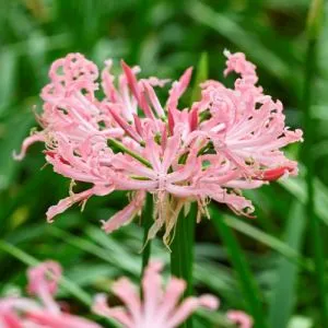 Неріне Flugel фото