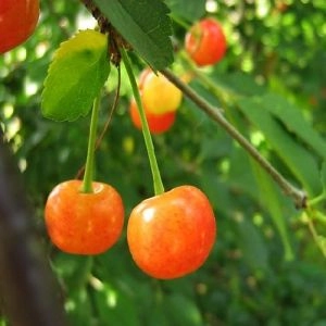 Черешня Дачниця фото