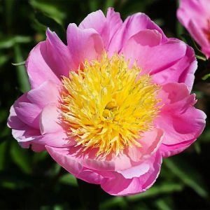Півонія Nippon Gold фото