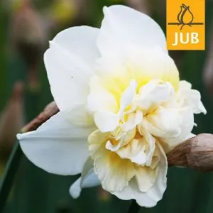 Нарцис Obdam (Брендові цибулини Jub Holland) фото