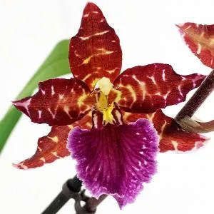 Орхідея Odontoglossum Violetta фото