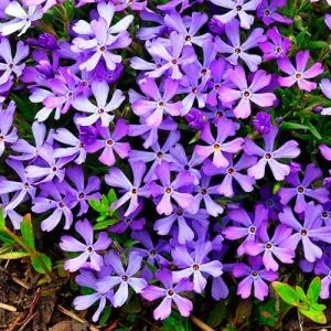 Флокс Fabulous Blue Violet фото
