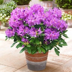 Рододендрон Catawbiense Grandiflorum фото