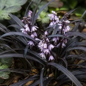 Офіопогон Niger фото