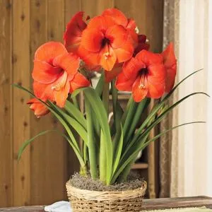 Амариліc Orange Collor фото