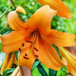 Лілія-ГІГАНТ Orange Space (Гігантські квіти) фото