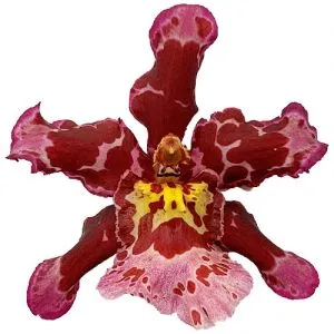 Орхідея Colmonara Pink фото