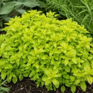 Орегано Thumble's Variety фото