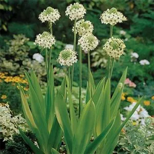 Орнітогалум Arabicum фото