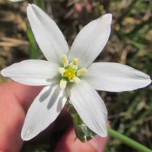 Орнітогалум Oligophyllum фото