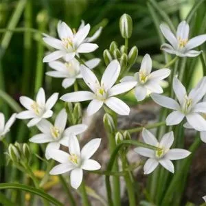 Орнітогалум Umbellatum фото