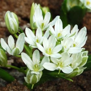 Орнітогалум Balansae фото