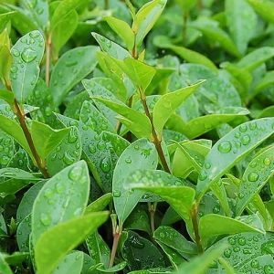 Лігуструм Ovalifolium фото