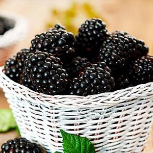 Ожина ремонтантна Black Jam фото