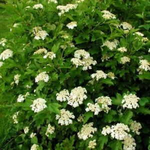 Калина Compactum фото
