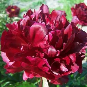 Півонія Mons. Martin Cahuzac фото