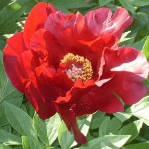 Півонія ITOH Sonoma Velvet Ruby фото