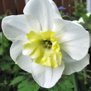 Нарцис Papillon Blanc фото