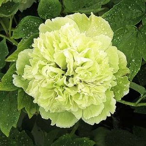  Півонія Pea Green Dou Lu деревовидна  фото