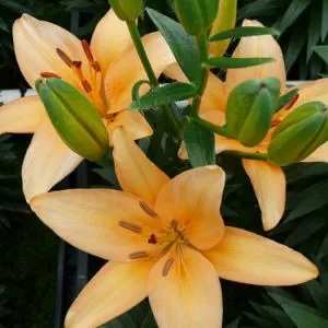 Лілія Peach Dwarf  фото