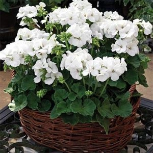 Пеларгонія Multibloom White фото