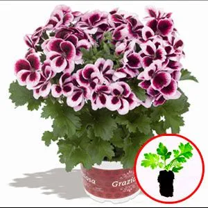 Пеларгонія Graziosa Purple Picotee фото