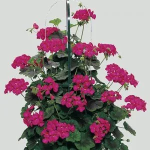 Пеларгонія Antik violet фото