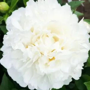 Півонія Fringed Ivory фото
