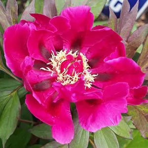 Півонія ITOH Purple Sensation фото