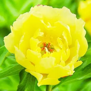 Півонія ITOH Sequestered Sunshine фото
