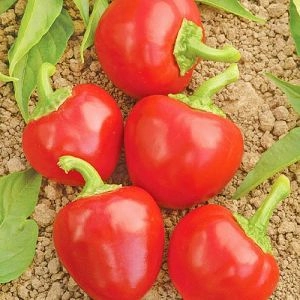 Перець солодкий Колобок червоний фото