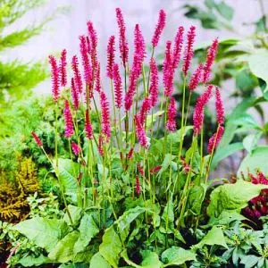 Персікарія Speciosa фото