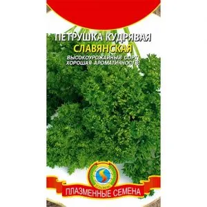Петрушка Слов'янська фото