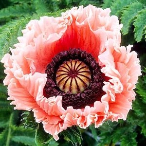 Мак орієнтальний Petticoat фото