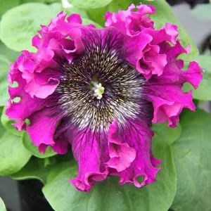 Петунія Superbissima Purple фото