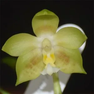 Фаленопсис Джевел (Yins Green Jewel) фото