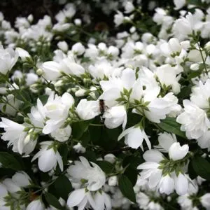 Чубушник Bouquet Blanc фото