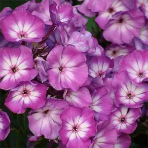 Флокс Andre фото