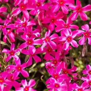 Флокс Atropurpurea фото