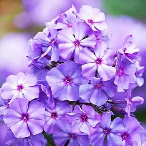 Флокс Blue Paradise  фото