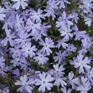 Флокс Early Spring Lavender фото